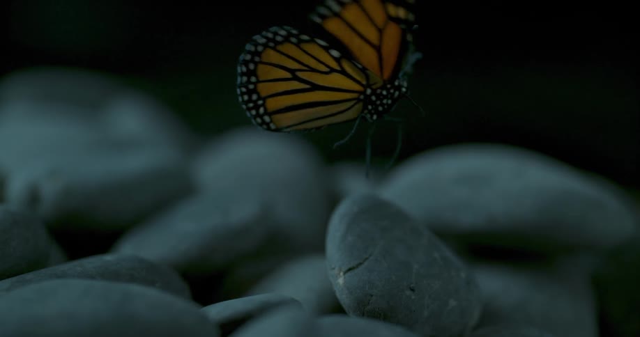 A monarch butterfly taking off from a gray rock