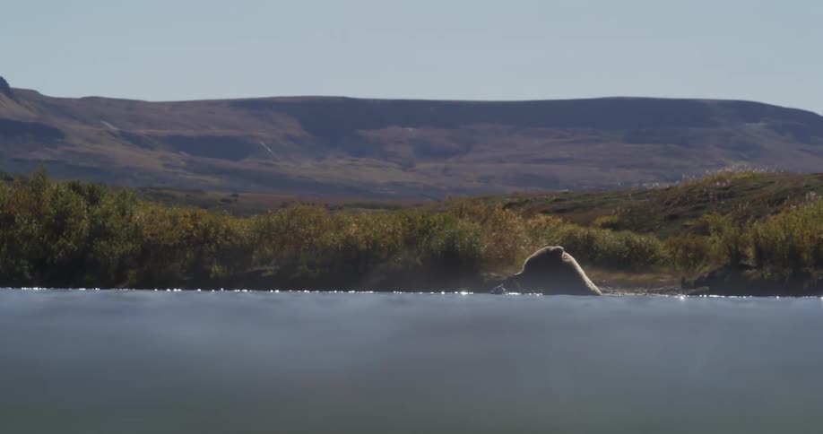 Low-angle, split-level view of a grizzly bear splashing playfully in a sunny river with mountains in the distance