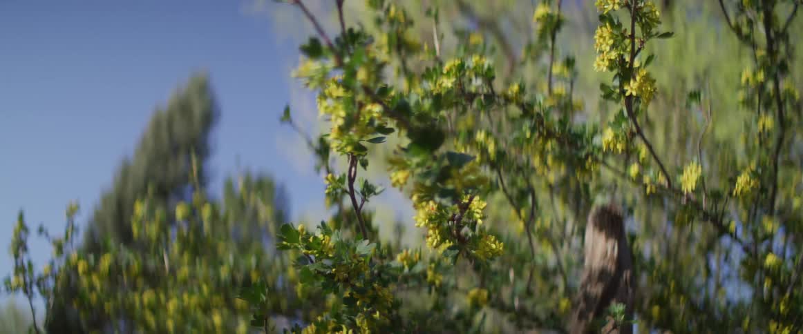 A close-up shot of yellow flowers on a green bush gently swaying in the wind on a sunny spring day