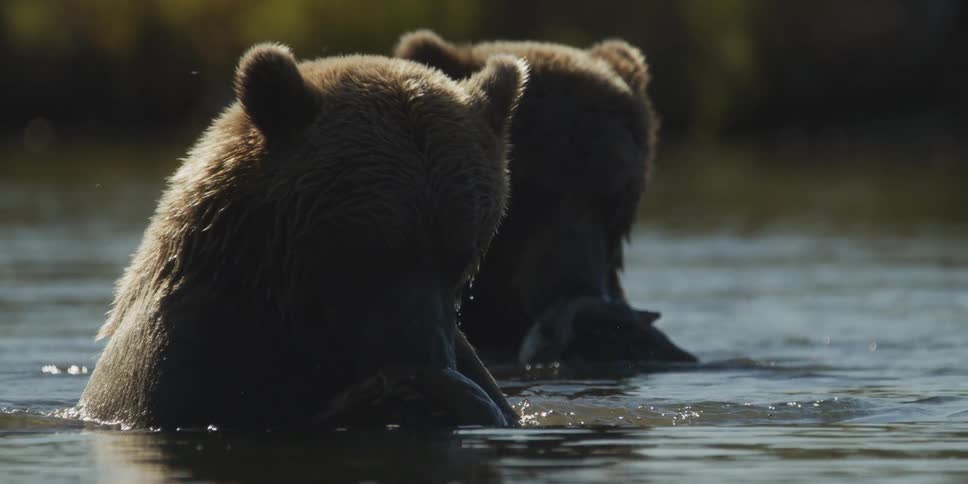 Two backlit grizzly bears sit in a river from behind as one of them eats a freshly caught salmon in slow motion