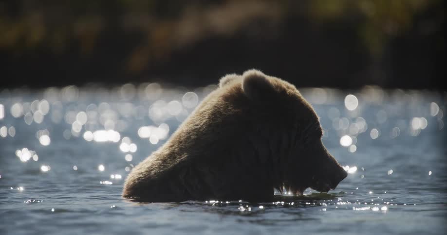 A brown bear rests peacefully in a sparkling river, beautifully backlit by the morning sun in slow motion