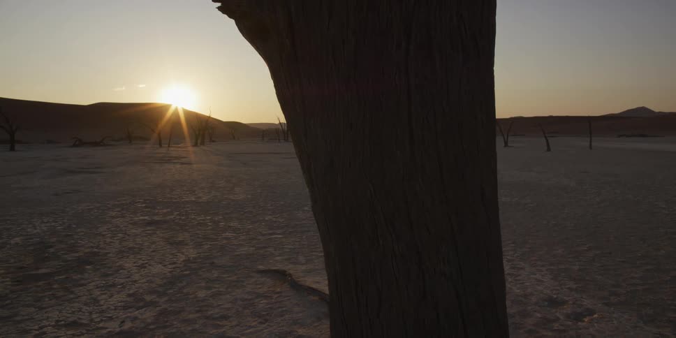 A slow tracking shot reveals a brilliant sunrise peeking from behind an ancient, silhouetted tree in a vast desert landscape