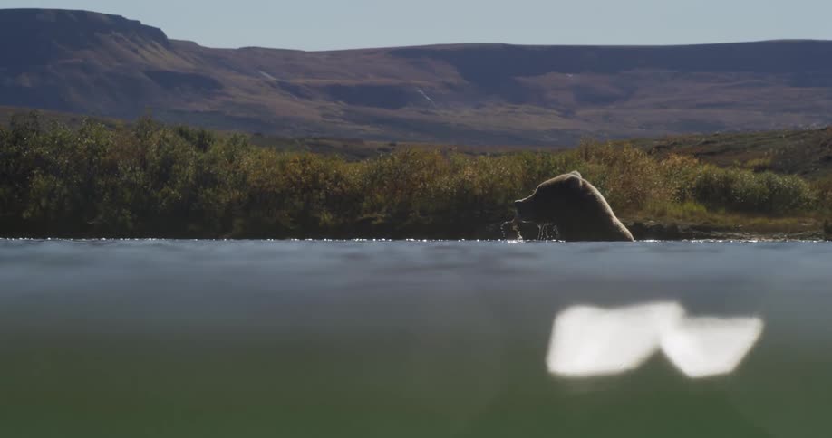 Artistic split-level shot of a grizzly bear shaking water from its fur while standing on a riverbank in the wilderness
