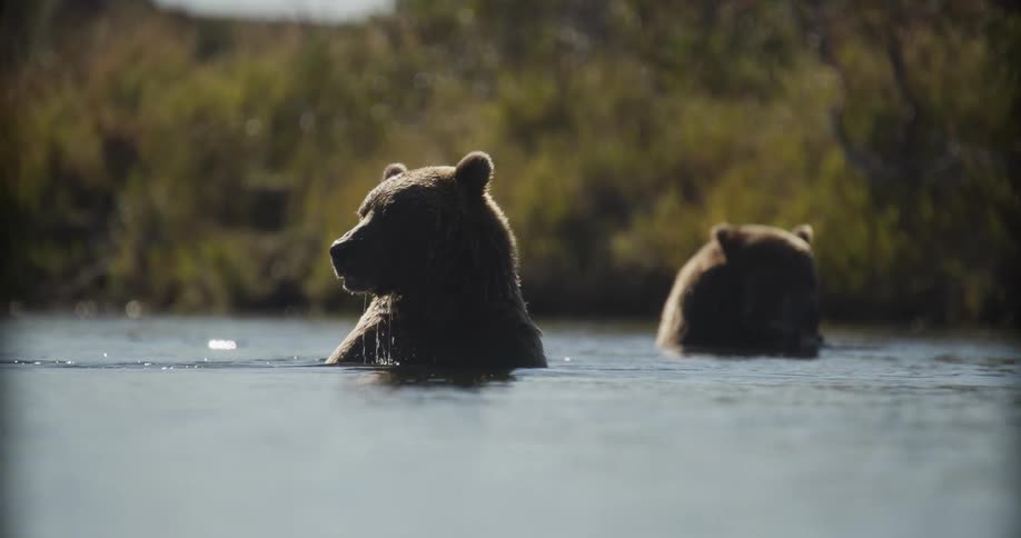 Two brown bears sit in a calm river on a sunny day, with one looking around its surroundings