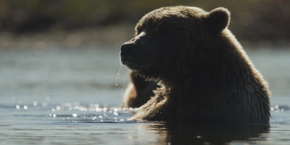 A backlit grizzly bear sits peacefully in a glistening river in slow motion