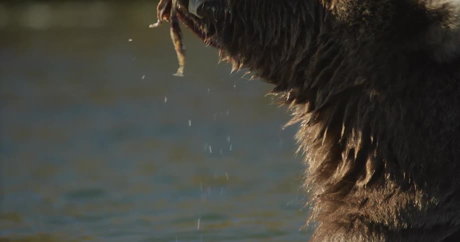 An extreme close-up, slow-motion shot shows a grizzly bear messily devouring the remains of a fish in a river