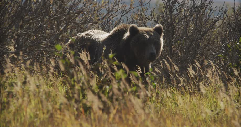 A powerful grizzly bear stands alert in tall grass and brush, bathed in the warm afternoon sun