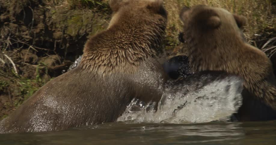 A close-up slow motion shot shows two powerful grizzly bears playfully wrestling and sparring in a shallow river