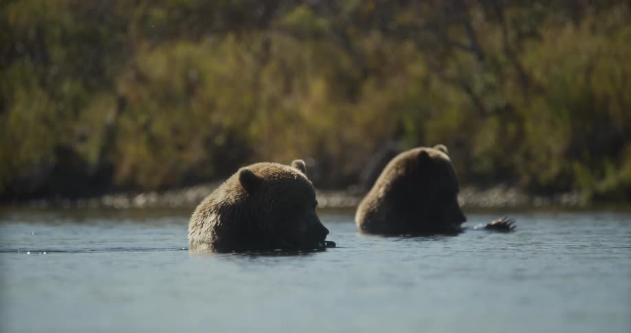 Two brown bears sit and relax in a calm river on a sunny day