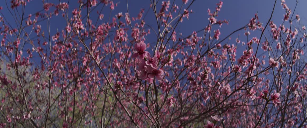 Vibrant pink cherry blossoms on tree branches sway gently in the wind against a deep blue sky