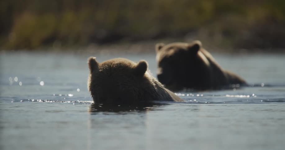 Two backlit grizzly bears wade through a tranquil river at golden hour, one dipping its head under the water