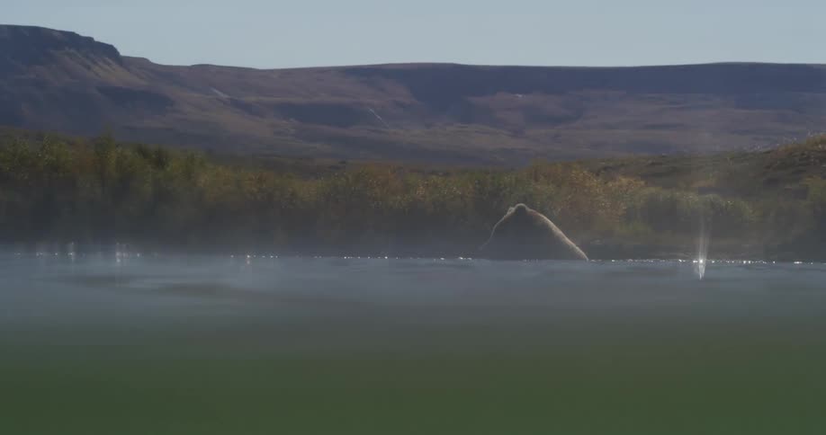 A brown bear stands in a misty, sunlit river in a vast, wild landscape, captured in a serene split-level shot