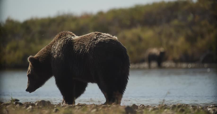 A majestic brown grizzly bear searches for food along the shallow banks of a river in slow motion
