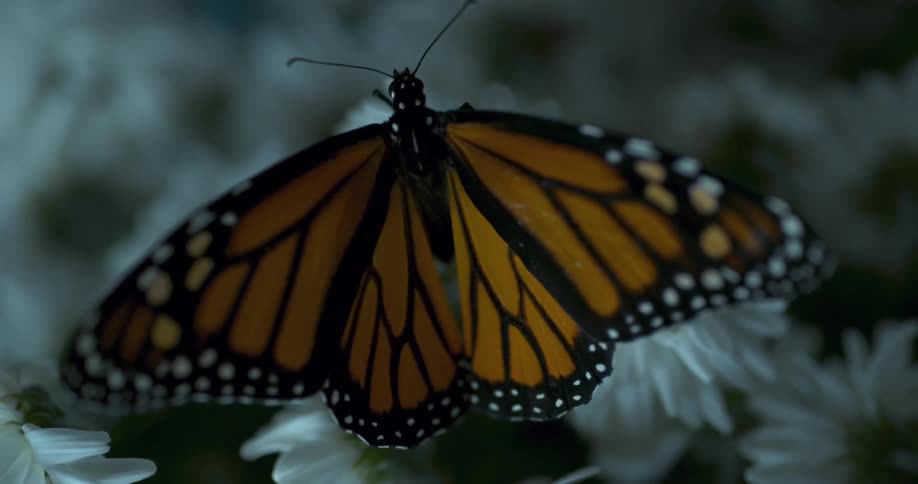 A butterfly moves slowly on the flowers
