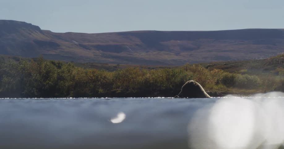 A unique over-under shot shows a grizzly bear on the shore of a remote river, with sunlight sparkling on the water's surface