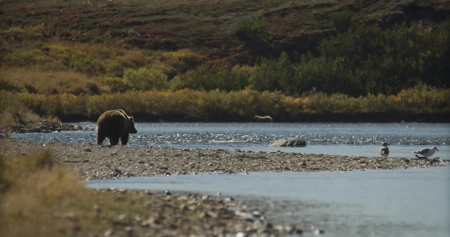 A large grizzly bear stands on the rocky bank of a wide river in a beautiful, wild landscape during autumn