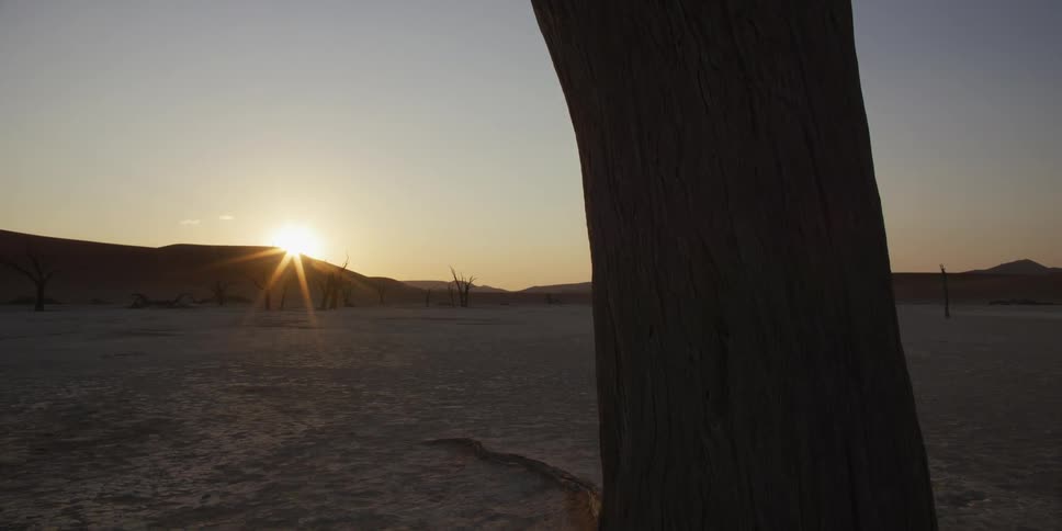 The rising sun reveals a single red flower blooming with hope at the base of an ancient dead tree in a barren desert