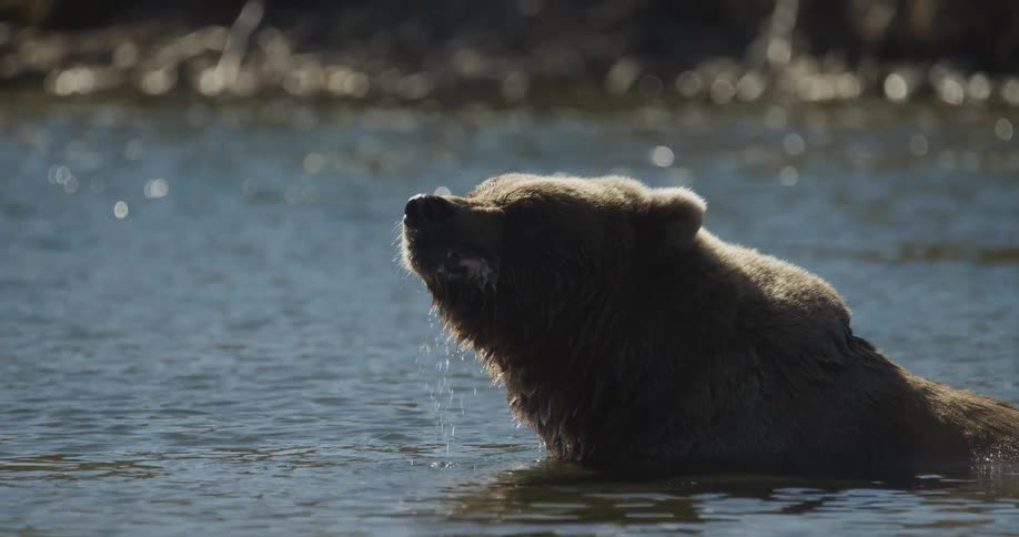 In stunning slow motion, a powerful grizzly bear devours a freshly caught fish while partially submerged in a sunlit river