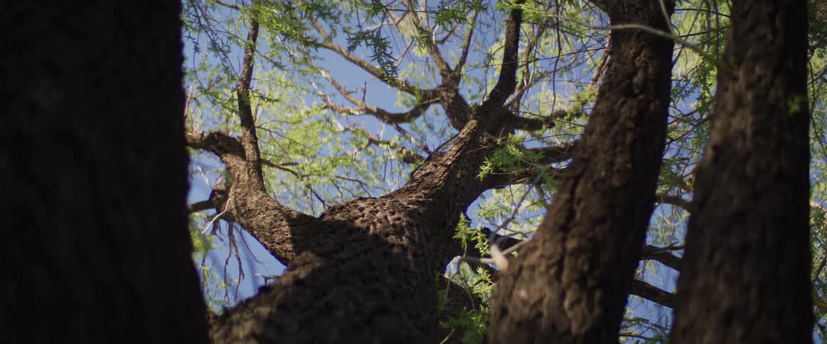A small black and white bird rests on a branch of a large, leafy tree, viewed from a low angle on a sunny day