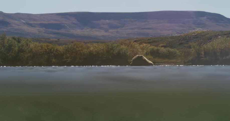 An over-under shot captures a serene view of a brown bear resting on a misty riverbank in the wilderness
