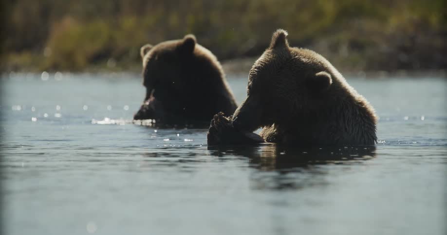 Two backlit grizzly bears sit in a river and feast on freshly caught salmon in slow motion