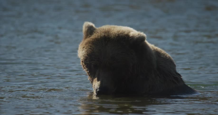 A slow-motion close-up captures a majestic brown bear as it slowly raises its head while resting in the water