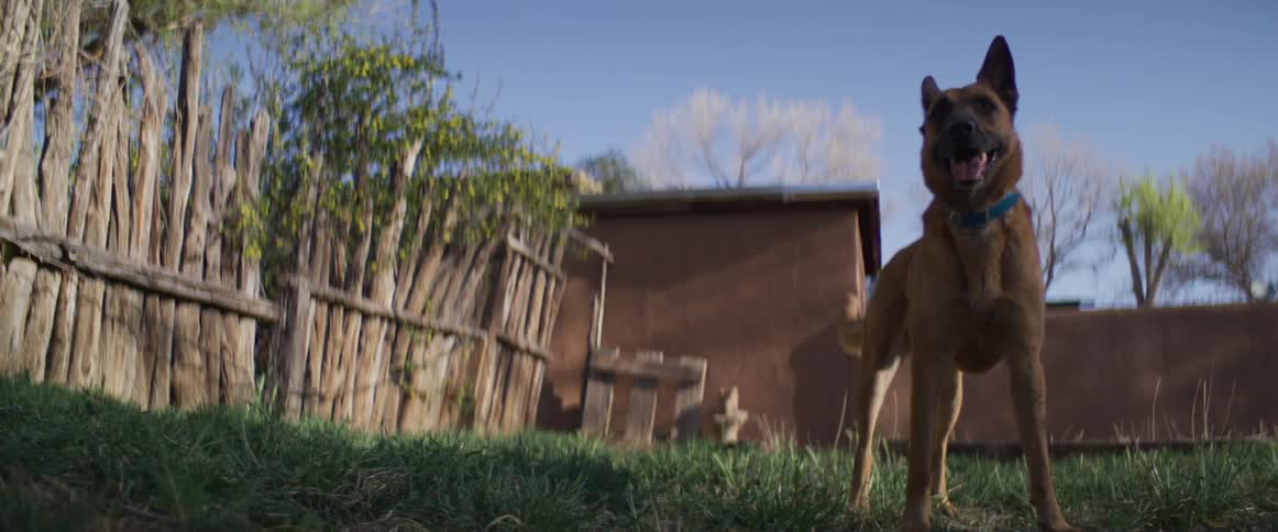 A low-angle shot of a happy brown dog standing alert and wagging its tail in a sunny, rural backyard
