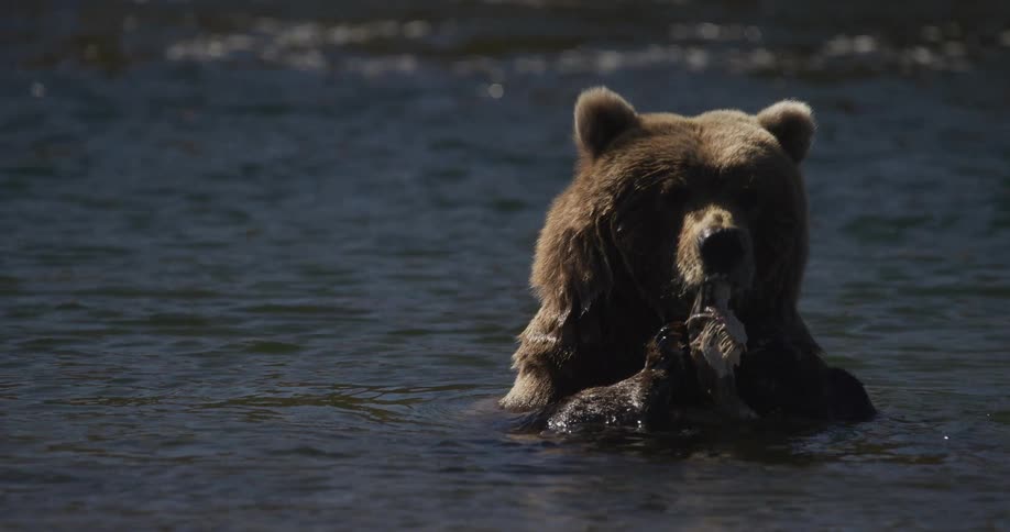 A powerful grizzly bear, partially submerged in a sunlit river, eats its catch of fresh fish in stunning slow motion