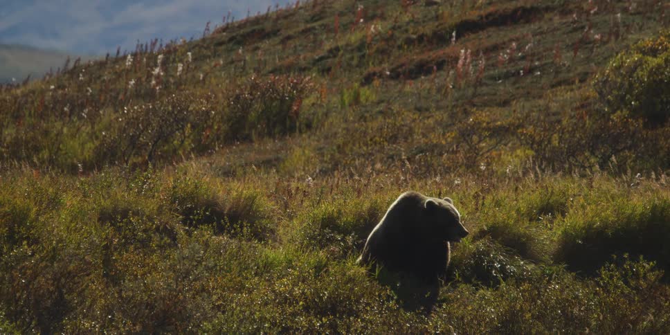 A majestic grizzly bear sits peacefully on a sun-drenched Alaskan hillside