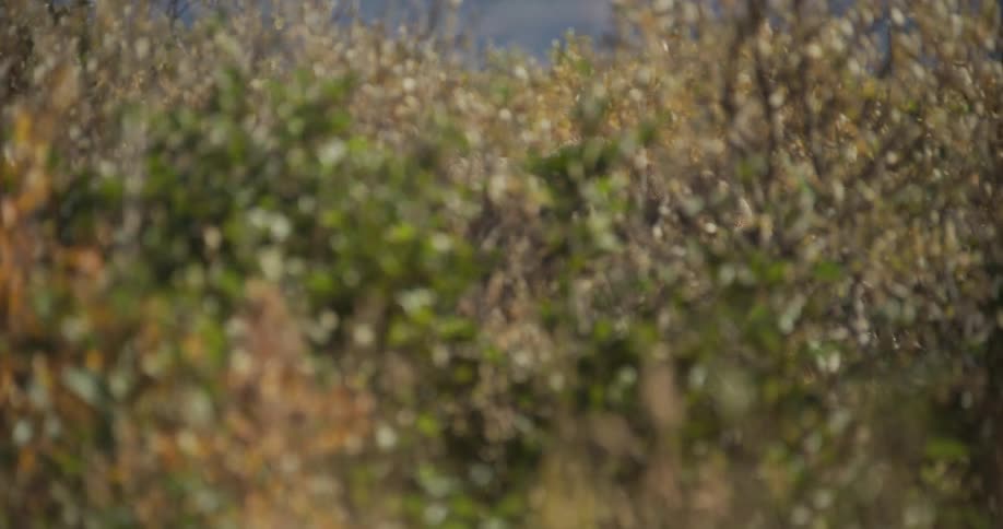 A well-camouflaged cheetah hides in the tall, dry grass of the African savanna, blending seamlessly into its natural habitat