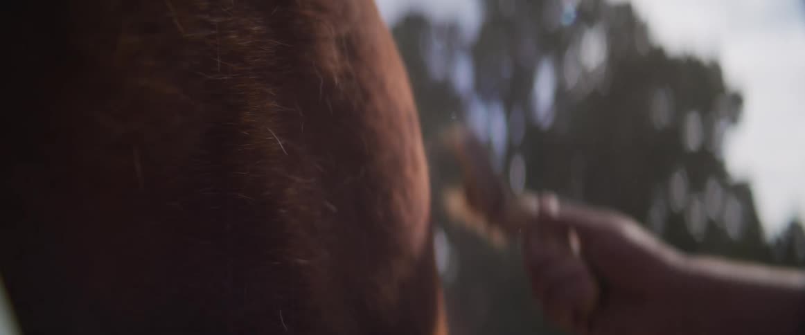 A cinematic close-up in slow motion shows a hand gently brushing a brown horse's coat, with dust particles catching the light