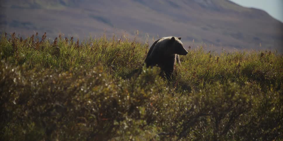 A large grizzly bear stands still in a sunlit, grassy meadow with rolling hills in the background