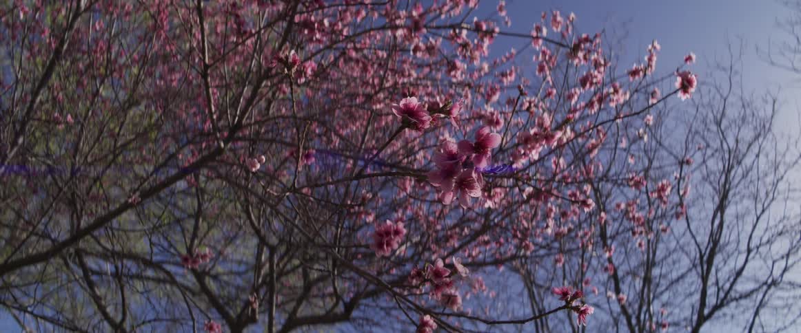 Vibrant pink cherry blossoms sway gently in the breeze against a sunlit, clear blue sky