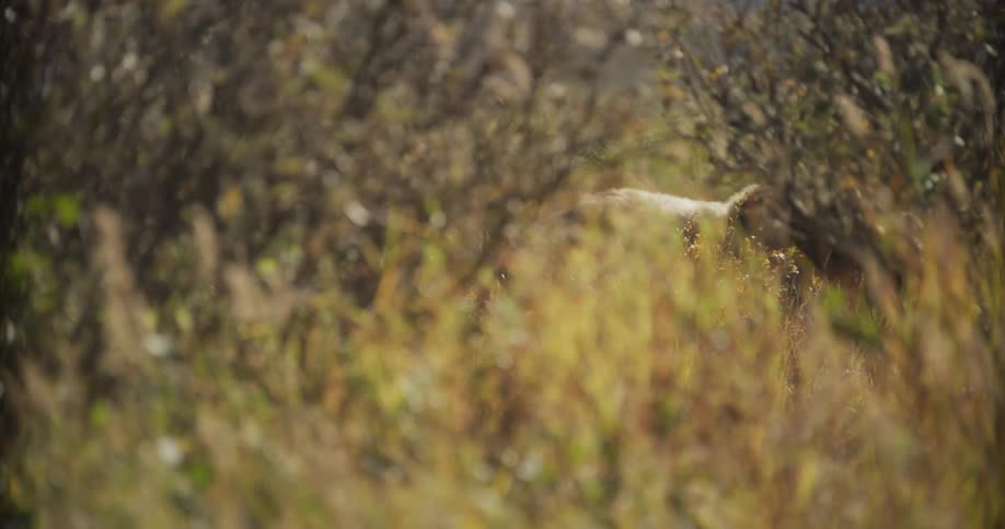 A beautiful slow rack focus shot reveals a deer grazing in the tall autumn grass before it disappears into the bushes