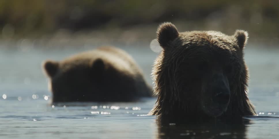 A majestic brown bear, backlit by the sun, turns its head slowly towards the camera while wading in a shimmering river