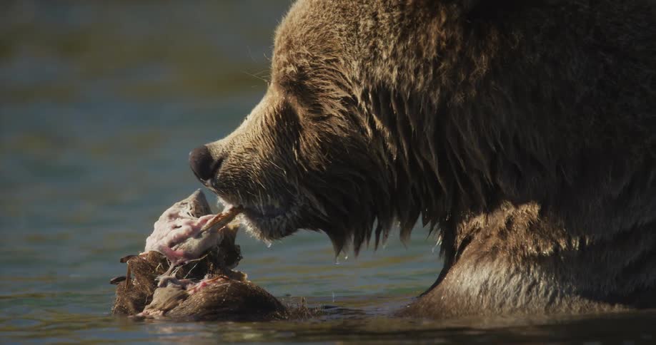 A grizzly bear sits in a river meticulously devouring a salmon carcass in an extreme slow-motion close-up
