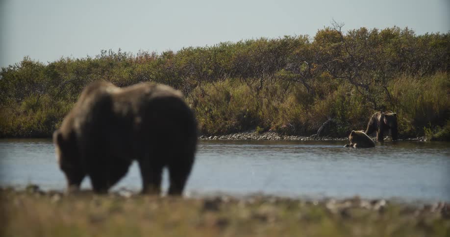 Grizzly bears relax by a calm river in the wilderness, with one bear in the foreground and a mother with her cub in the background