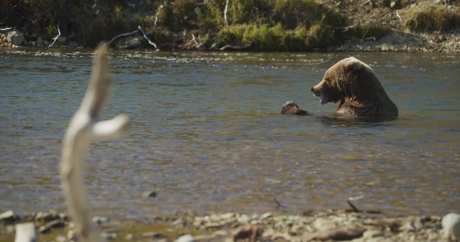 A grizzly bear sits in a shallow river and eats the remains of a fish in slow motion