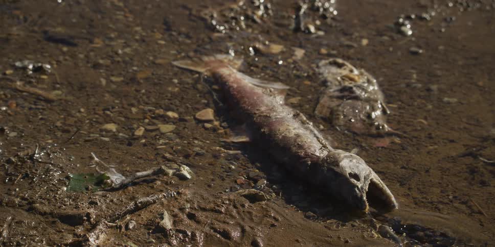 Close-up of a dead salmon carcass decaying on a muddy river bank in the shallow water
