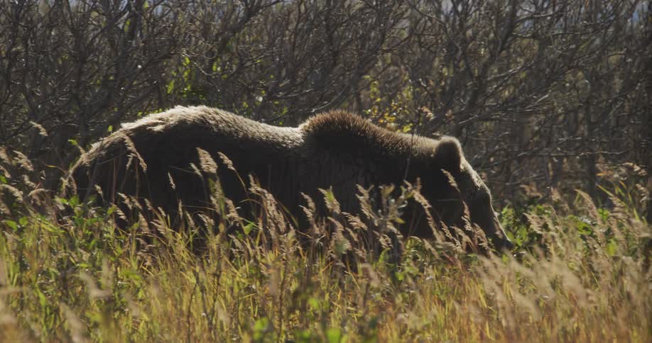 A large grizzly bear stands peacefully in a sun-drenched field, partially obscured by tall, golden grass