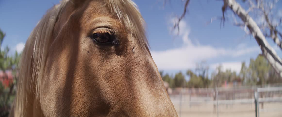 An extreme close-up of a brown horse's eye blinking under the bright sun before it curiously sniffs the camera