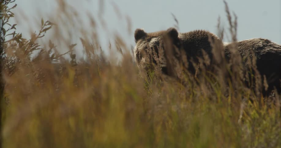 Slow motion close-up of a majestic grizzly bear partially hidden in tall, blowing grass, slowly turning to face the camera