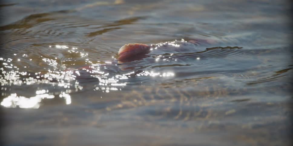 Close-up of a sockeye salmon's tail breaking the surface of a sparkling, shallow river