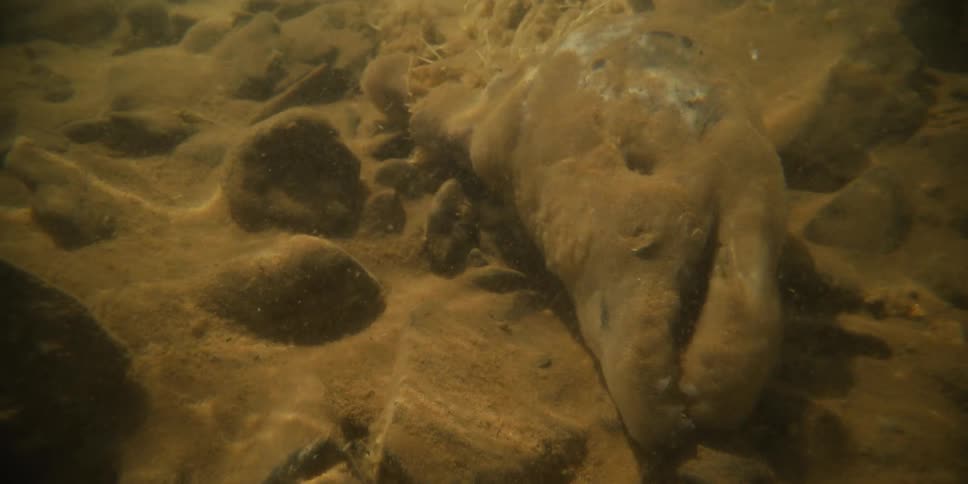 An unsettling underwater view of a dead, bloated creature decomposing on the floor of a murky river