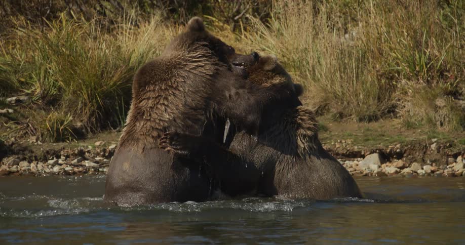 A dramatic slow-motion shot of two large grizzly bears fighting aggressively and splashing in a wild river
