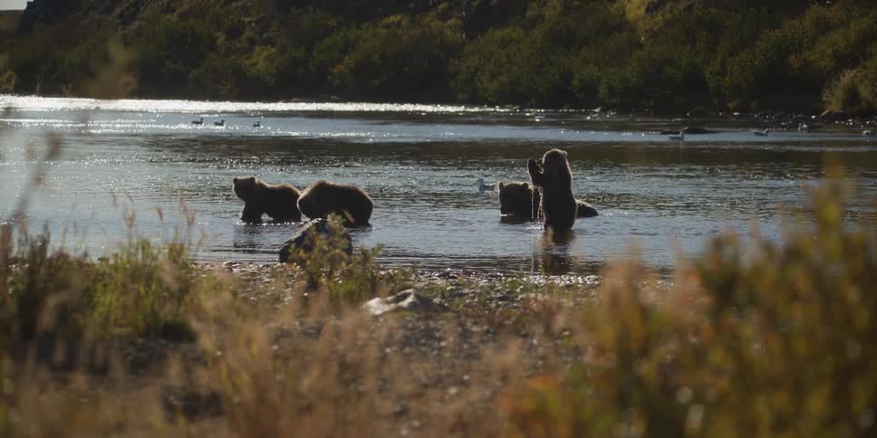 A family of brown bears hunt for fish in a shallow river, with one cub standing on its hind legs in slow motion