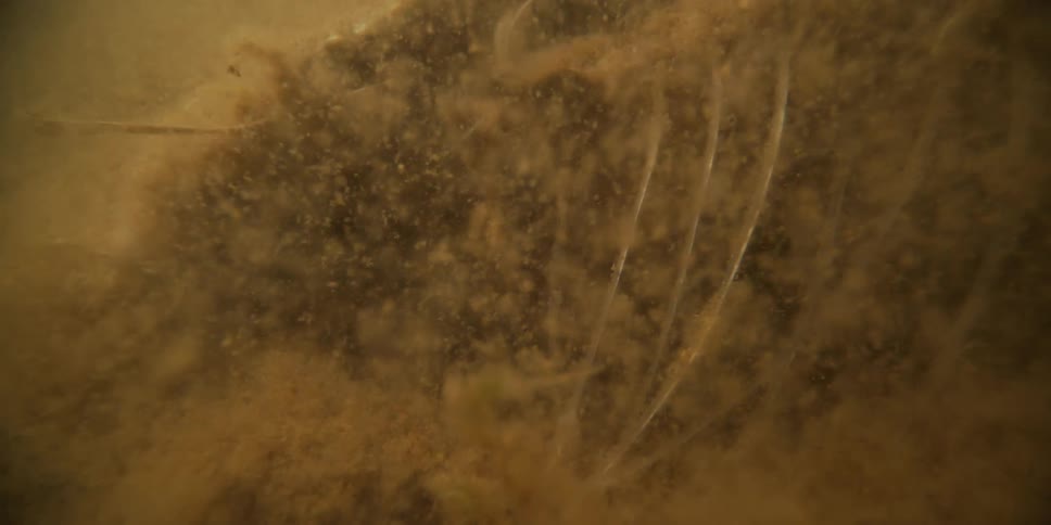 A murky underwater close-up reveals silt, algae, and organic debris floating gently in a pond