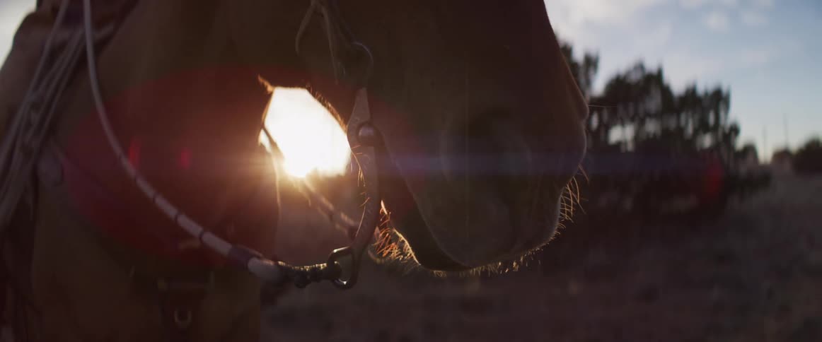 Golden hour sunlight creates a beautiful flare behind a horse's mouth in a cinematic slow motion close-up