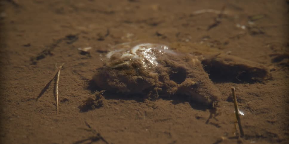 The decomposing carcass of a fish lies in the silt at the bottom of a creek, covered in algae