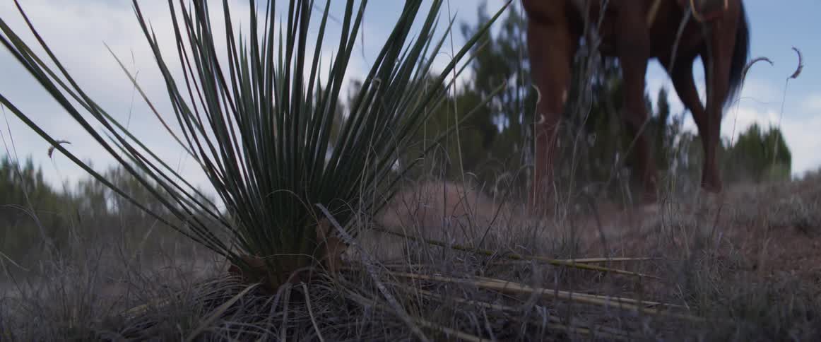 From a low angle, a cowboy on horseback leads a pack of horses past a yucca plant in a dry western landscape